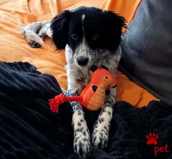 Ράτσα: Άγνωστο - Ημίαιμο | Ηλικία: 1 έτους | Φύλο: Θηλυκό | Αρ. Microchip: - | Ημίαιμο | Περιοχή: Νέα Σμύρνη, Αττική